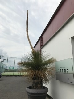 IMG_0214.JPG aya.JPG